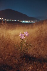 Lonely Flower in a Night Landscape