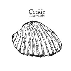 Illustration hand drawn Fresh Cockle (Tegillarca granosa) on white background, outline monochrome ink style for artwork, logo, packaging.