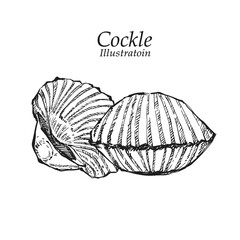 Illustration hand drawn Fresh Cockle (Tegillarca granosa) on white background, outline monochrome ink style for artwork, logo, packaging.