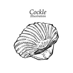 Illustration hand drawn Fresh Cockle (Tegillarca granosa) on white background, outline monochrome ink style for artwork, logo, packaging.