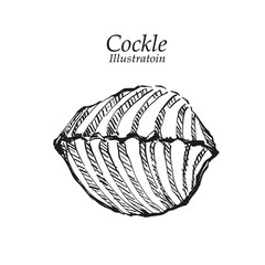 Illustration hand drawn Fresh Cockle (Tegillarca granosa) on white background, outline monochrome ink style for artwork, logo, packaging.