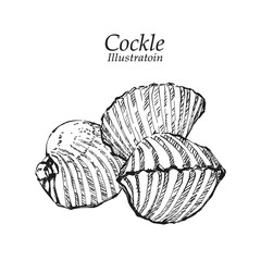 Illustration hand drawn Fresh Cockle (Tegillarca granosa) on white background, outline monochrome ink style for artwork, logo, packaging.