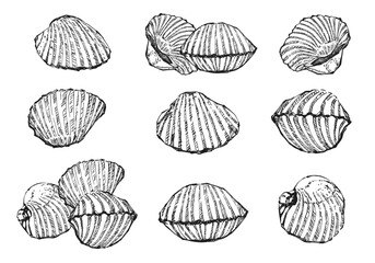 Illustration hand drawn Set Fresh Cockle (Tegillarca granosa) on white background, outline monochrome ink style for artwork, logo, packaging.