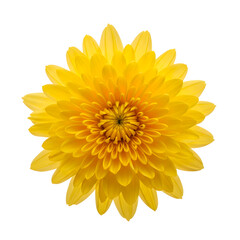 Vibrant yellow chrysanthemum flower on transparent background