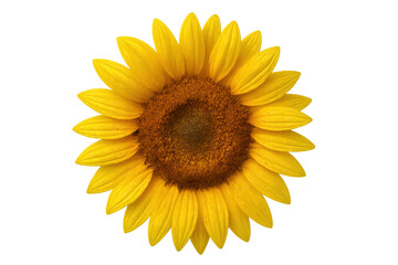 Fototapeta premium Sunflower bloom showing vibrant yellow petals and brown center isolated on transparent background illustrating summer and growth