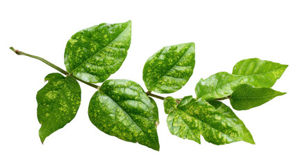 Green poison ivy leaf with red rash symptoms isolated on transparent background, useful for educational or scientific purposes concerning plant identification and allergic reactions