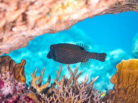 クロハコフグ, ハコフグ科,
Whitespotted boxfish, Ostracion meleagris,
美しいサンゴ礁と熱帯魚の群れ。
安慶名敷島沖縄県
島尻郡慶良間諸島座間味島-2025
沖縄本島から40km西方の諸島。30以上の島嶼群全体が国立公園に指定。珊瑚礁の青い海と白い砂浜は世界屈指の美。貴重な動植物が多数生息。
