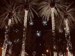 Palm Tree Lights At Christmas Time