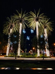 Palm Tree Lights At Christmas Time
