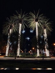 Palm Tree Lights At Christmas Time