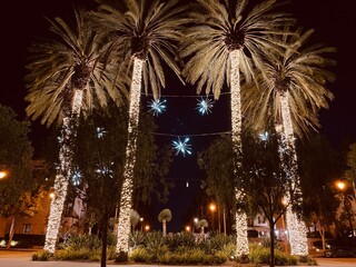 Palm Tree Lights At Christmas Time