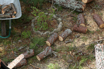 Pile of pine logs stacked from a felling operation for later cutting into chips and burning in the fireplace where we can also see a wheelbarrow for transporting them