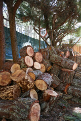 Pile of pine logs stacked from a felling operation for later cutting into chips and burning in the fireplace where we can also see a wheelbarrow for transporting them