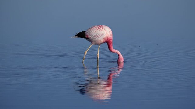 San Pedro de Atacama, Chile: Close up footage of Chilean Flamingos walking and eating in Chaxa Lake or laguna in the famous Salar de Atacama in Chile in South America