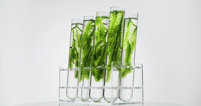 Sea grapes in glass test tube in laboratory with rotating
