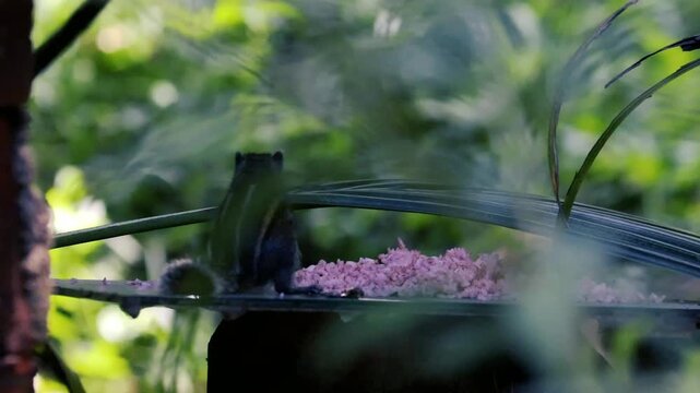 Small striped squirrel eating rice in a lush green garden viewed through blurred foliage