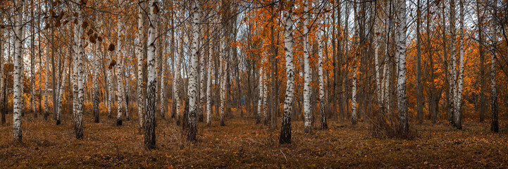 Autumn birch rural park. Branchy trees with orange foliage. Beautiful golden autumn. Vibrant colors of October. Panoramic stock photo in 15:5 format