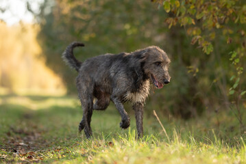 A gray Irish Wolfhound with its tongue slightly out walks on a grassy path. Trees and greenery...