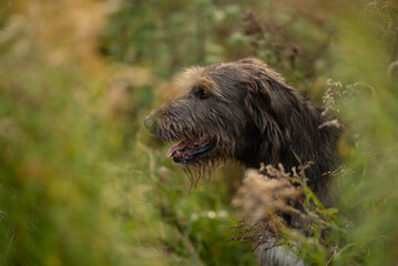 Fototapeta premium An Irish Wolfhound dog, captured at eye level, is lying down outdoors. The dog rests in green and brown foliage, panting slightly and appearing at ease