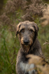 Fototapeta premium An Irish Wolfhound dog stands in a field of dried plants. The dog looks directly at the viewer with a serious expression, its coat blending with the neutral background
