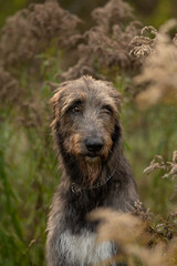 Fototapeta premium An Irish Wolfhound dog stands in a grassy field surrounded by tall grass and weeds. The large dog wears a simple chain collar. The weather appears to be overcast