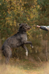 Fototapeta premium A large Irish Wolfhound dog is outside, standing on its hind legs. The dog is reaching for a stick held by a person whose arm is visible. Trees are in the background