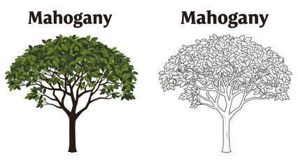 Obraz premium Mahogany Tree Illustration Green and Line Art.