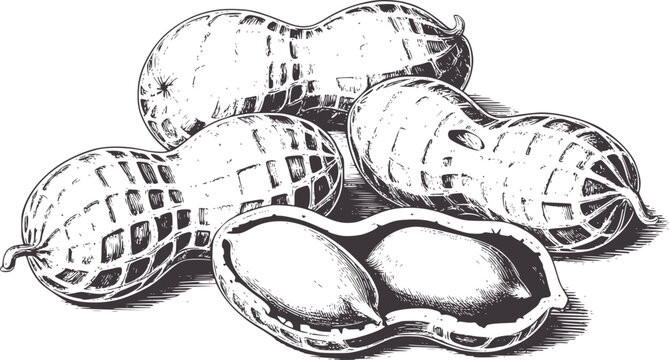 Six detailed black and white line peanuts in shells