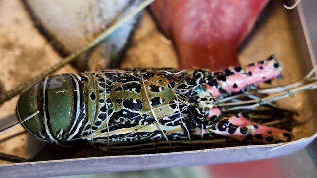 fresh spiny lobster displayed at seafood market closeup