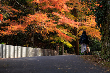 紅葉に包まれた寂光院への参道を歩く人

