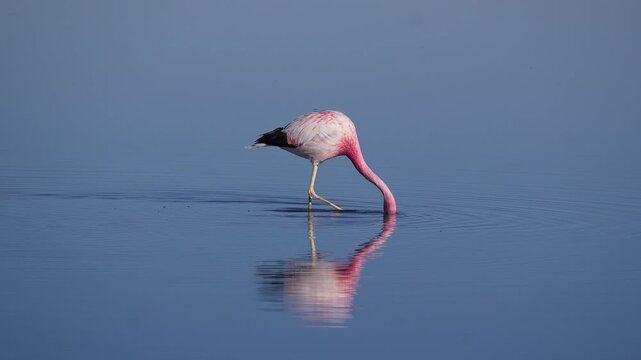 San Pedro de Atacama, Chile: Close up footage of Chilean Flamingos walking and eating in Chaxa Lake or laguna in the famous Salar de Atacama in Chile in South America