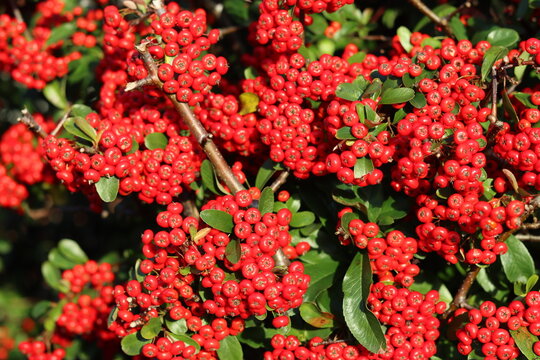 Masses of bright red pyracantha or firethorn berries