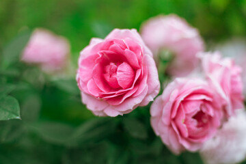 Flower Rose in garden, winter