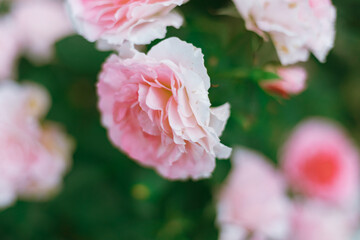 Flower Rose in garden, winter