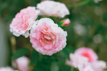 Flower Rose in garden, winter