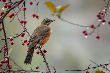 An American Robin perches in a Crabapple Tree loaded with red apples on a rainy autumn day.
