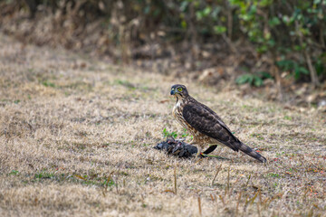 The kestrel stands on the ground, keeping watch over its prey.