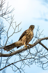 Agile birds of prey perched on branches