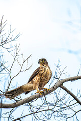 Agile birds of prey perched on branches