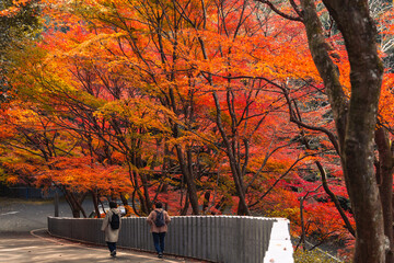 鮮やかな紅葉に包まれた寂光院への参道の風景（犬山市）

