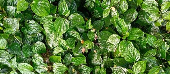 Lush green tropical leaves forming a natural foliage texture background&rdquo;