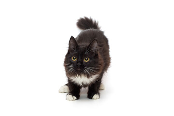 Playful black kitten