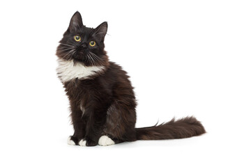 Portrait of a beautiful black kitten