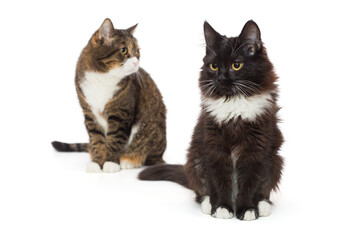 Young black kitten and adult gray cat