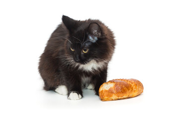 Small black kitten sits and eats a bun
