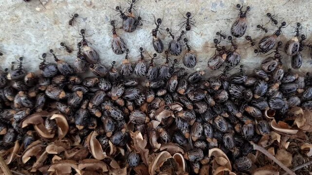 A close-up shows a group of ants carrying a husked Ricinus communis seed (castor bean), the seed clamped in their strong jaws as they store it for the coming winter