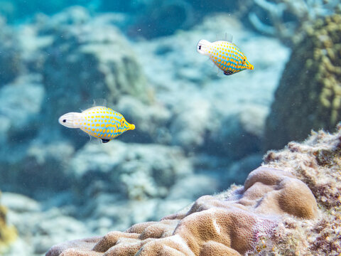 テングカワハギ, カワハギ科,
Harlequin filefish, Orange spotted filefish, Oxymonacanthus longirostris, 
美しいサンゴ礁と熱帯魚の群れ。
安慶名敷島沖縄県
島尻郡慶良間諸島座間味島-2025
沖縄本島から40km西方の諸島。30以上の島嶼群全体が国立公園に指定。珊瑚礁の青い海と白い砂浜は世界屈指の美。貴重な動植物が多数生息