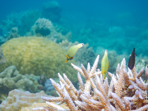 テングカワハギ, カワハギ科,
Harlequin filefish, Orange spotted filefish, Oxymonacanthus longirostris, 
美しいサンゴ礁と熱帯魚の群れ。
安慶名敷島沖縄県
島尻郡慶良間諸島座間味島-2025
沖縄本島から40km西方の諸島。30以上の島嶼群全体が国立公園に指定。珊瑚礁の青い海と白い砂浜は世界屈指の美。貴重な動植物が多数生息