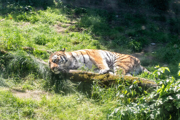 Female Siberian tiger lies on grass in her enclosure on the territory of Prague Zoo in Czech Republic