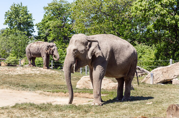 Fototapeta premium African elephants walk slowly in their enclosure of the Prague Zoo in Czech Republic